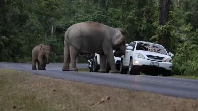 Un elefante salvaje hambriento embiste el coche de un turista mientras buscaba comida