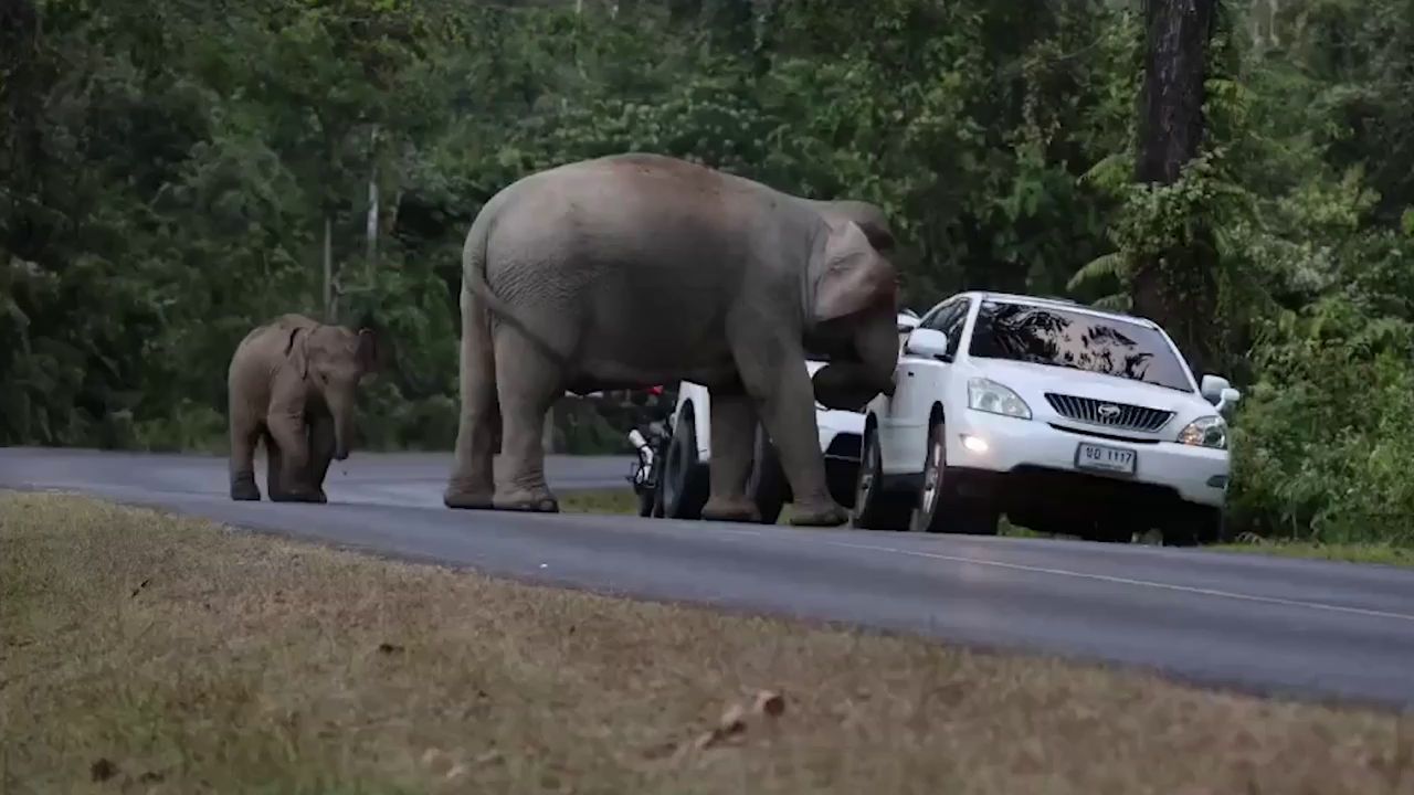 Un elefante salvaje hambriento embiste el coche de un turista mientras  buscaba comida