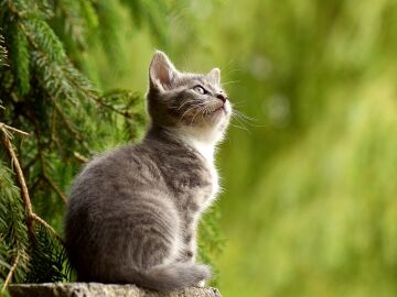 Fotograf&iacute;a de un gato peque&ntilde;o.
