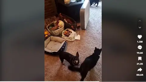 TikTok del perro que no entiende inglés Perro en la alfombra de su casa rodeado de otros perros