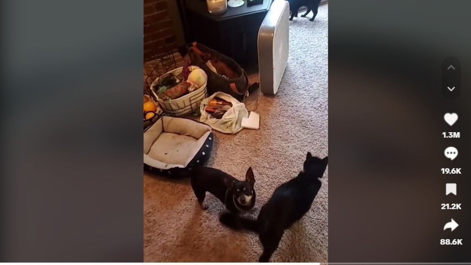 La reacción de este perro al hablarle en inglés su dueña que te dejará fascinado