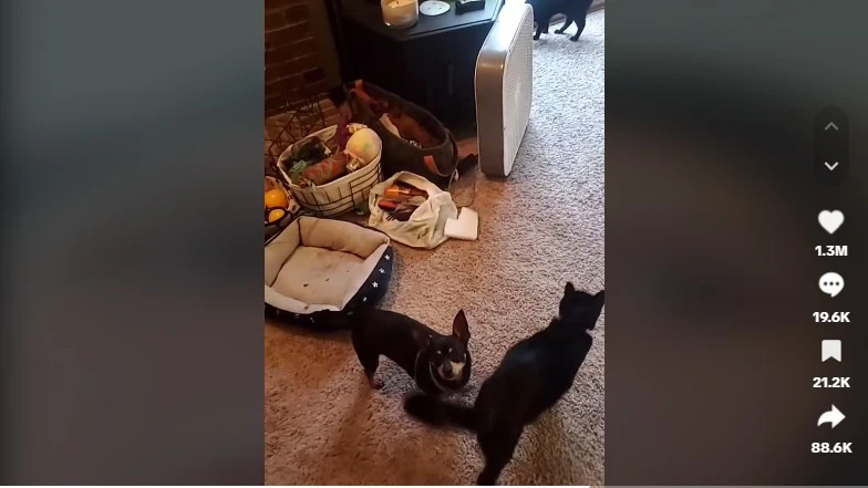 TikTok del perro que no entiende inglés Perro en la alfombra de su casa rodeado de otros perros