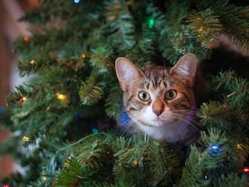 Gato en el árbol de Navidad