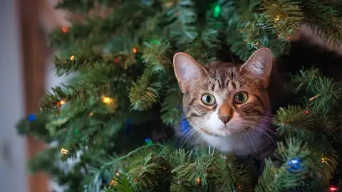 Gato en el árbol de Navidad Gato entre las ramas del árbol de Navidad