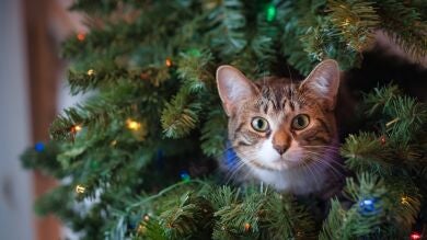 La drástica decisión que un tuitero ha tomado con su árbol de Navidad por culpa de su gato