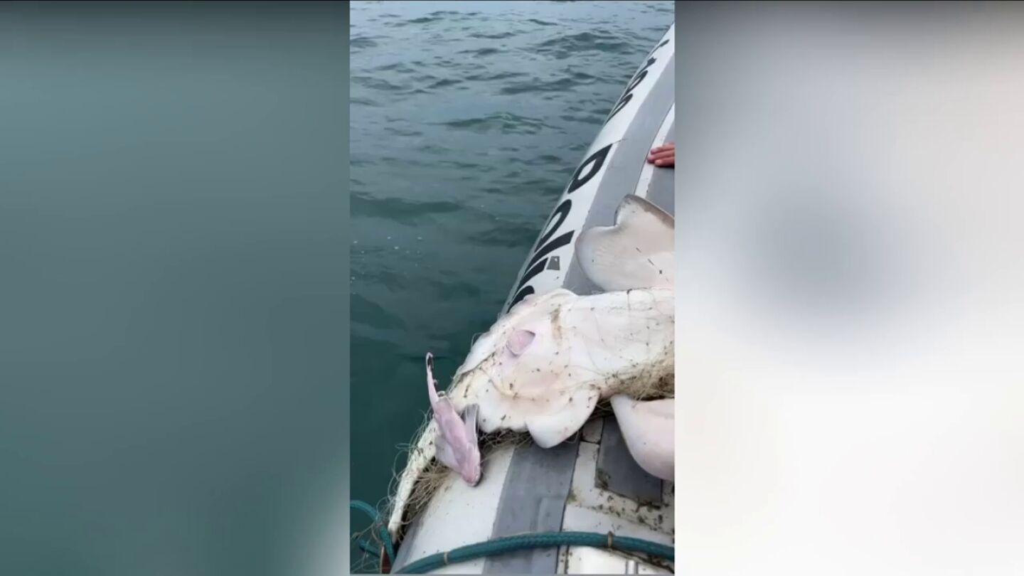 Una madre tibur&oacute;n atrapada da a luz a cr&iacute;as con ayuda de la polic&iacute;a