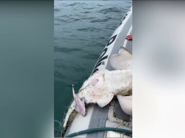 Una madre tiburón atrapada da a luz a crías con ayuda de la policía