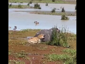 Una hiena escapa de milagro de ser mordida por las poderosas mandíbulas de un hipopótamo al que creía muerto