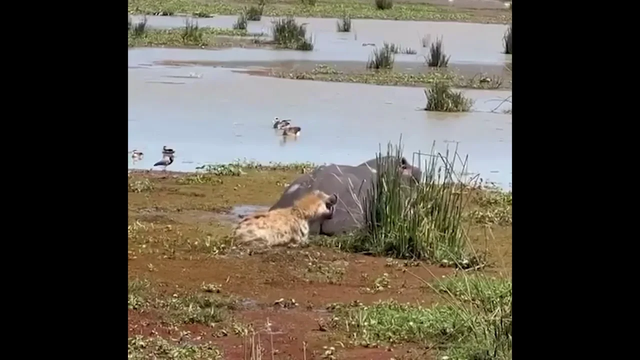 Una hiena escapa de milagro de ser mordida por las poderosas mand&iacute;bulas de un hipop&oacute;tamo al que cre&iacute;a muerto