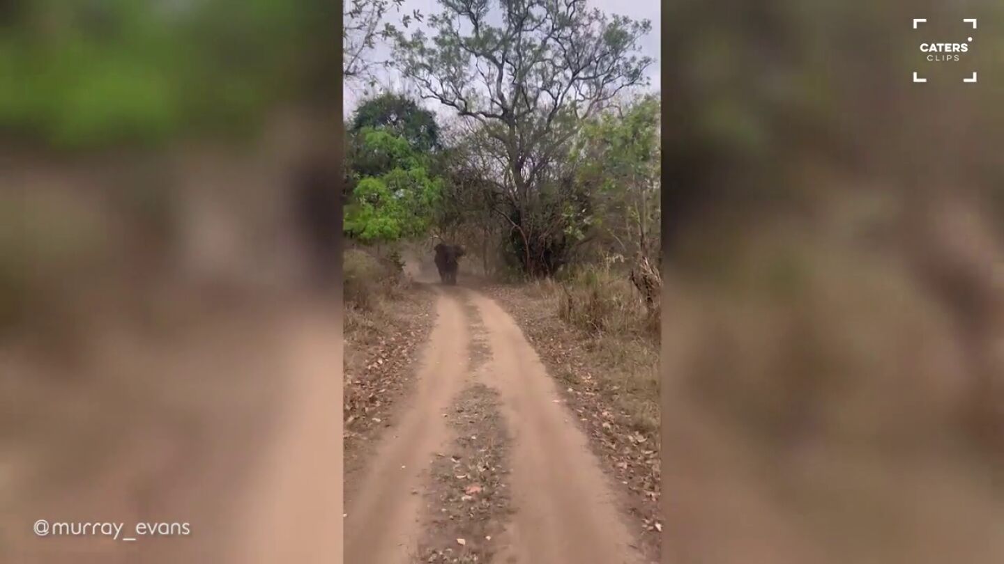 Un elefante persigue a un coche en Mozambique