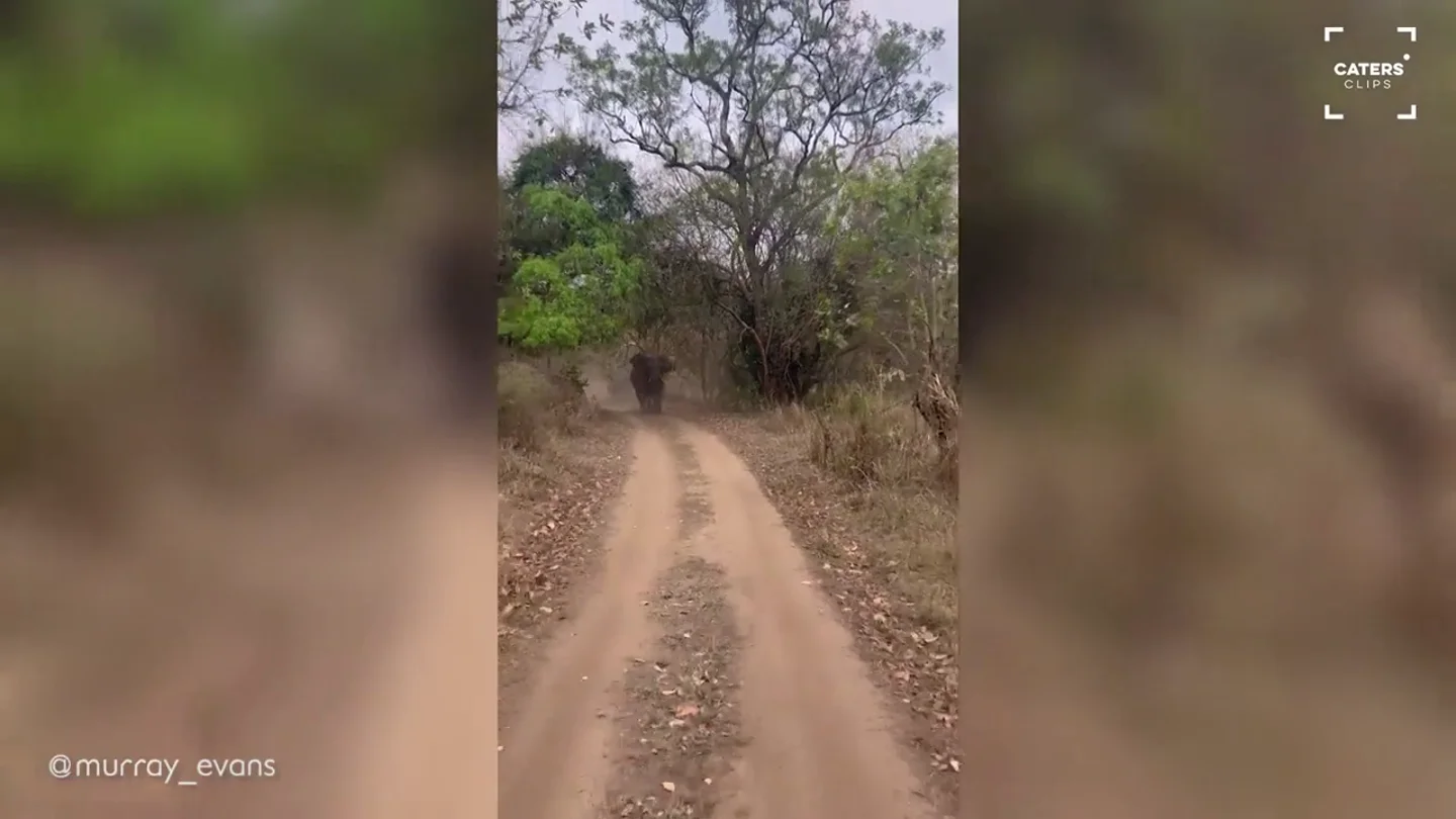 Un elefante persigue a un coche en Mozambique Un elefante persigue a un coche en Mozambique