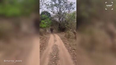 Un elefante cabreado persigue a un coche en Mozambique