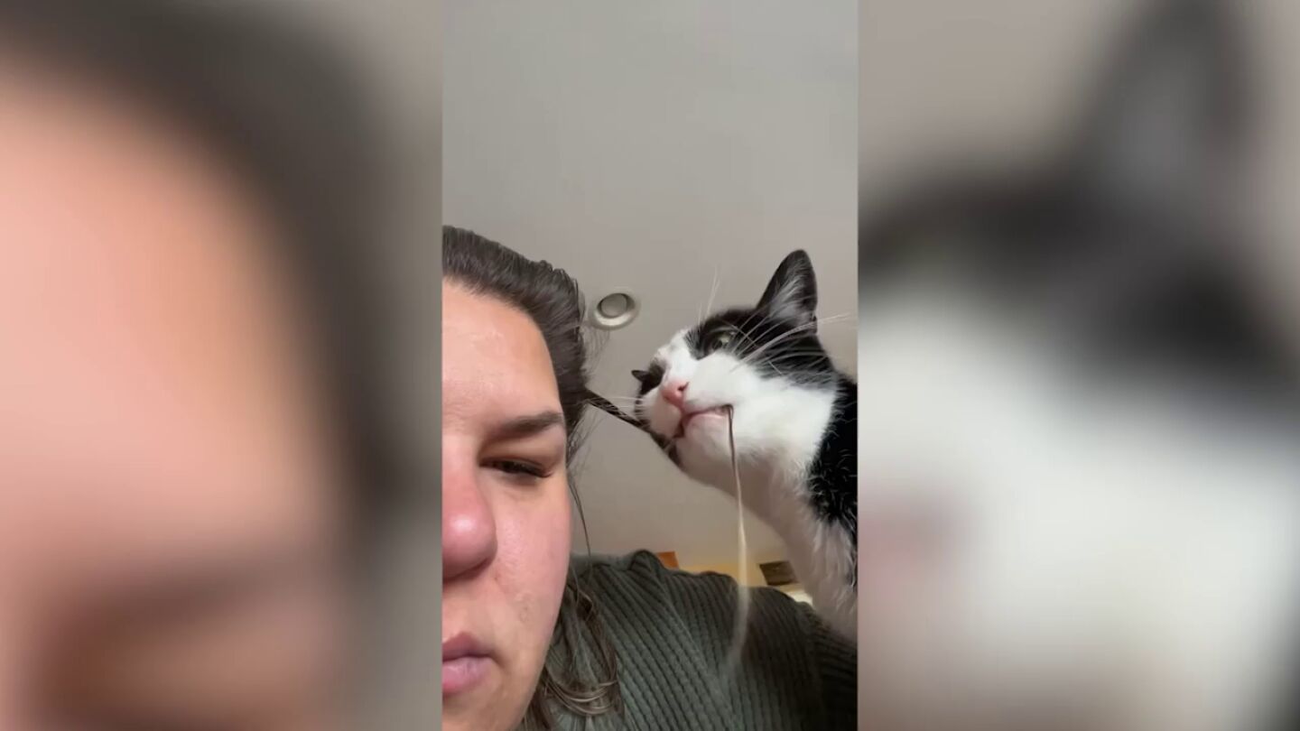 "Mi gato cree que es peluquero": Graba a su mascota cort&aacute;ndole la melena con los dientes