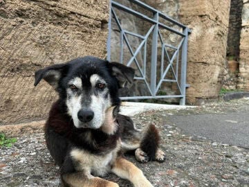 Argo, el último perro vagabundo de Pompeya
