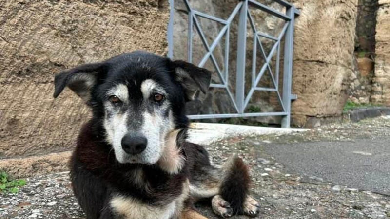 Muere Argo, el último perro vagabundo de Pompeya, que llevaba 15 años viviendo entre sus ruinas