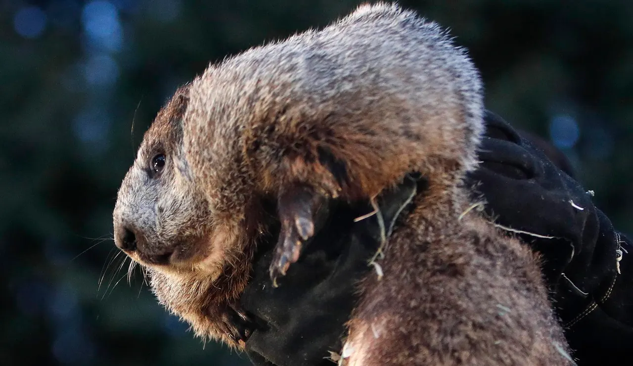 Fotografía de archivo de La marmota Phil en Punxsutawney
