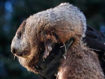 Fotografía de archivo de La marmota Phil en Punxsutawney