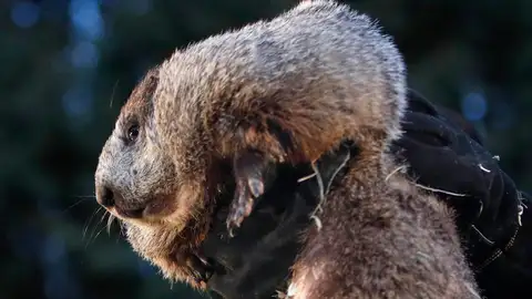 Fotografía de archivo de La marmota Phil en Punxsutawney Fotografía de archivo de La marmota Phil en Punxsutawney
