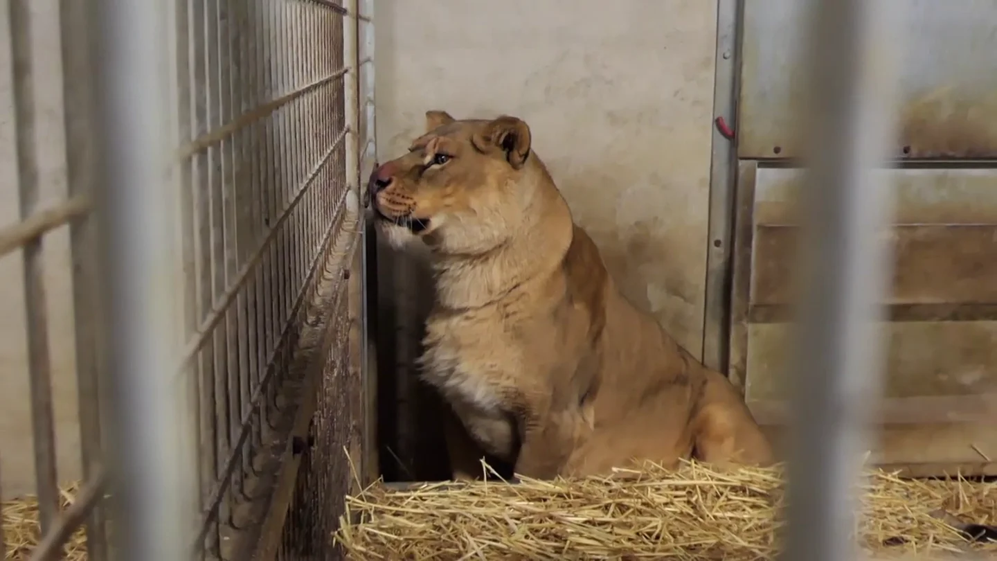 Tres leones rescatados de una Ucrania devastada por la guerra Tres leones rescatados de una Ucrania devastada por la guerra