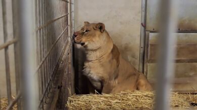 Logran rescatar a tres leones de una Ucrania devastada por la guerra