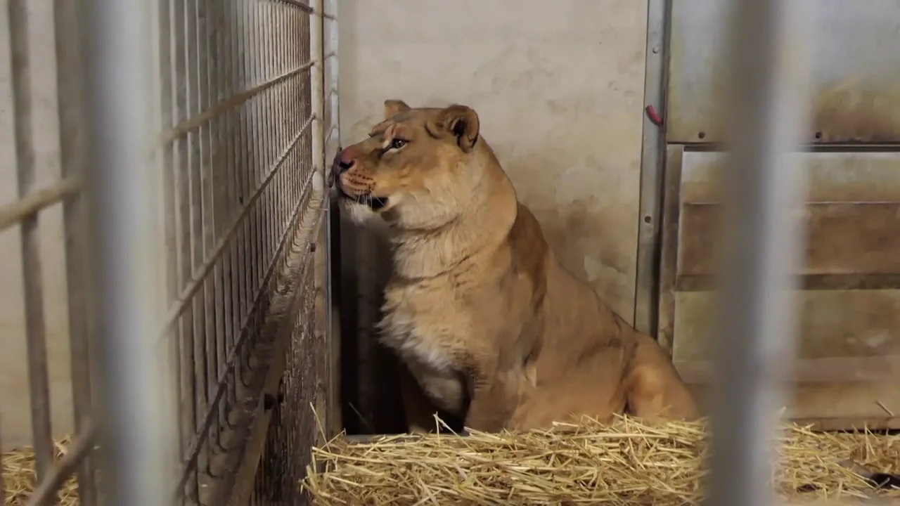 Tres leones rescatados de una Ucrania devastada por la guerra