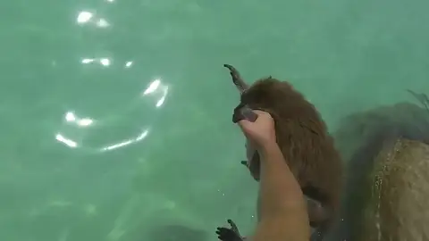 Un explorador español bucea con un mono en Indonesia Un explorador español bucea con un mono en Indonesia