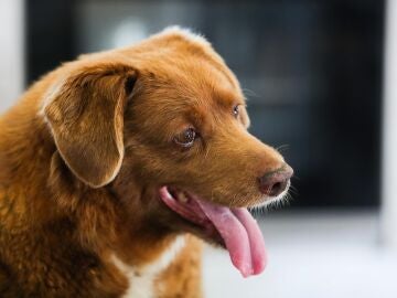 Bobi, el hasta ahora perro mas viejo del mundo, en su último cumpleaños