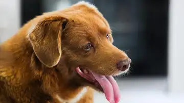 Bobi, el hasta ahora perro mas viejo del mundo, en su último cumpleaños