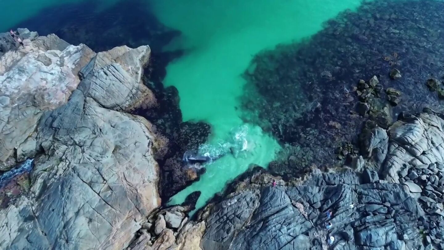 Unos pescadores rescatan una ballena varada atascada en unas rocas en Brasil