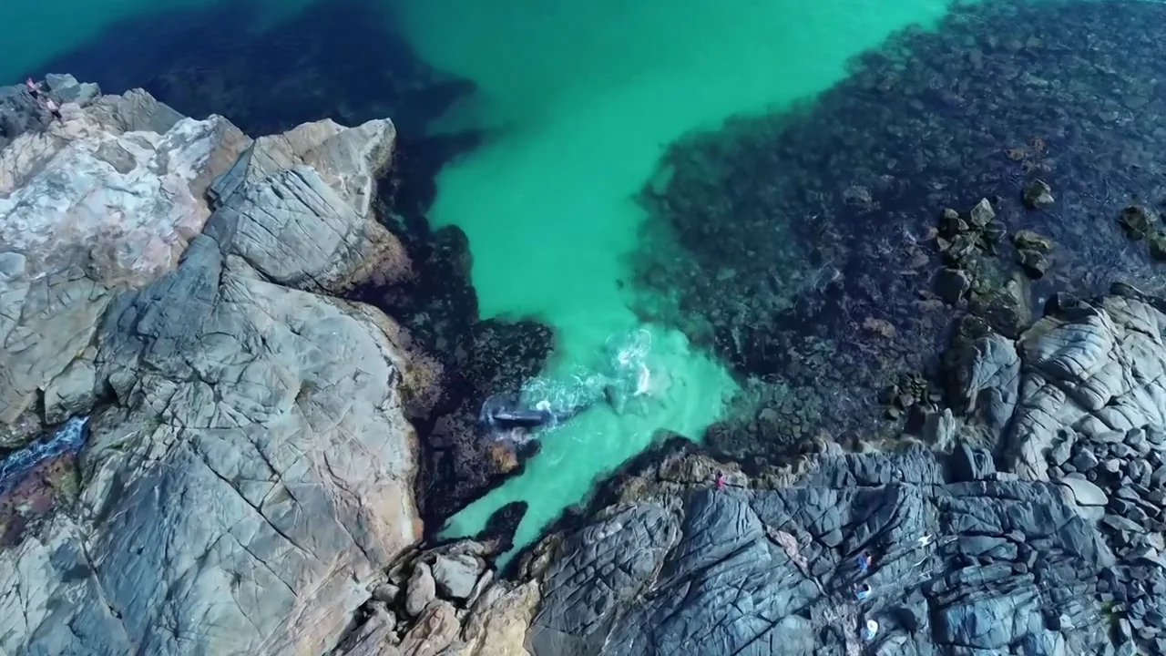 Unos pescadores rescatan una ballena varada atascada en unas rocas en Brasil