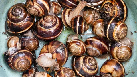 Caracoles Caracoles