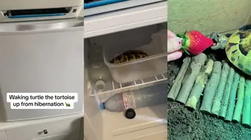 Una tortuga despertando de su hibernación