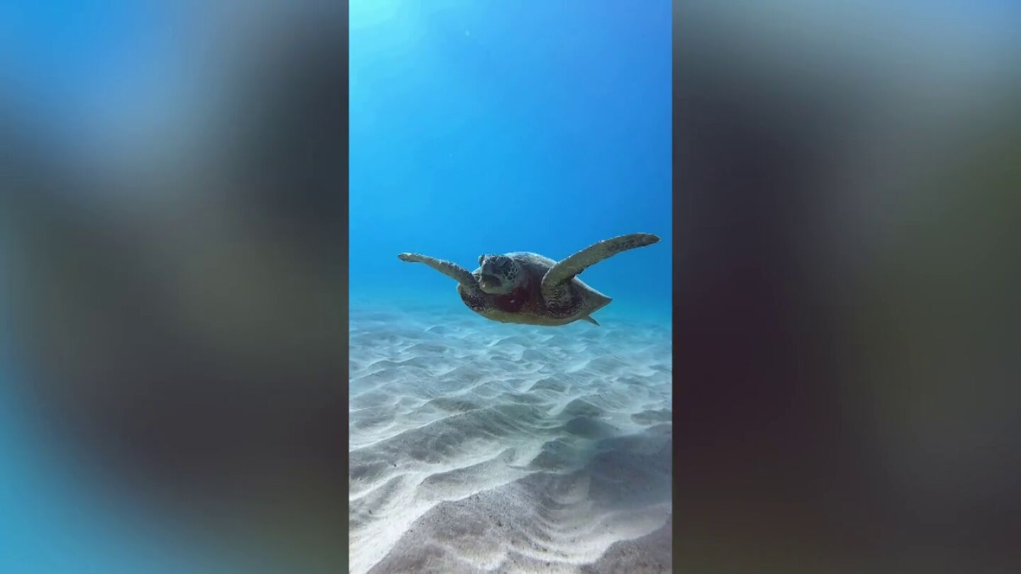 Un v&iacute;deo desgarrador muestra a una tortuga ahog&aacute;ndose con un trozo de pl&aacute;stico en Hawaii
