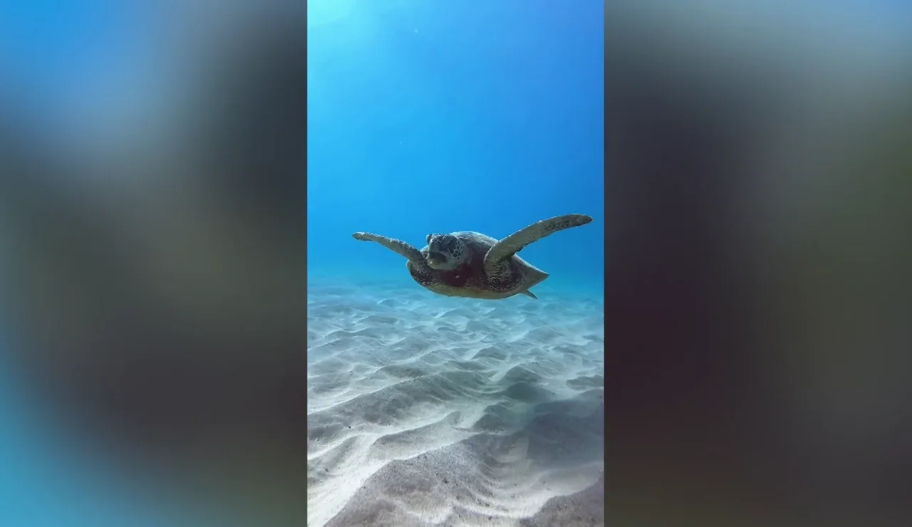 Un vídeo desgarrador muestra a una tortuga ahogándose con un trozo de plástico en Hawaii