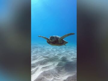 Un vídeo desgarrador muestra a una tortuga ahogándose con un trozo de plástico en Hawaii
