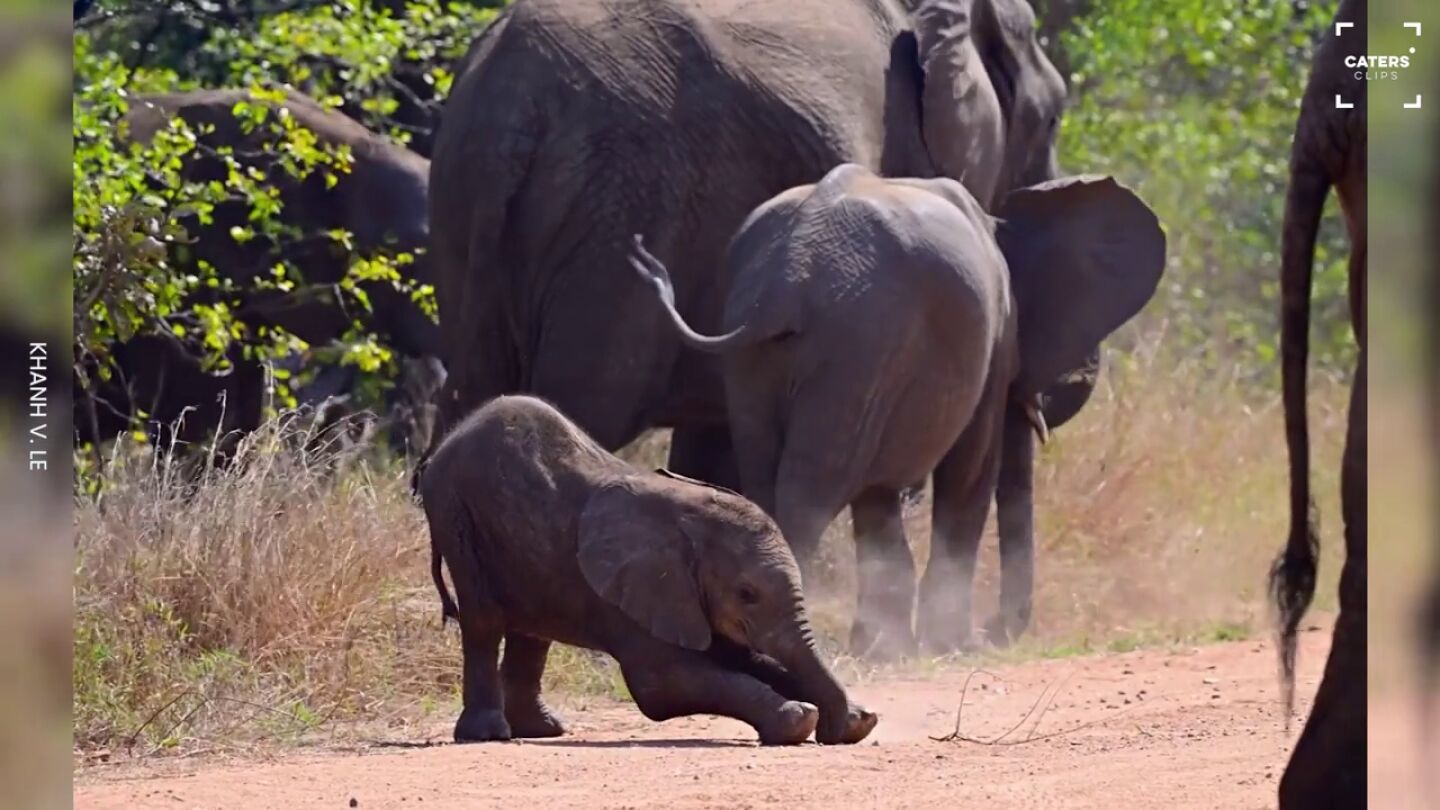 El adorable v&iacute;deo de un beb&eacute; elefante