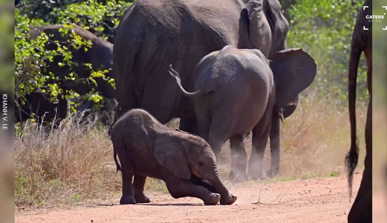 El adorable vídeo de un bebé elefante