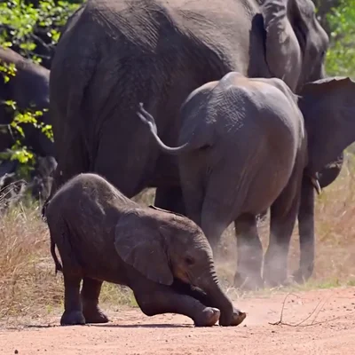 El adorable vídeo de un bebé elefante