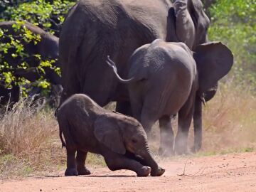 El adorable vídeo de un bebé elefante haciendo yoga
