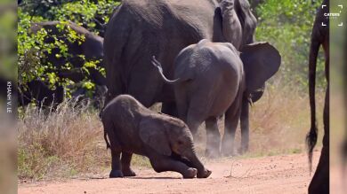 El adorable vídeo de un bebé elefante haciendo yoga en Sudáfrica