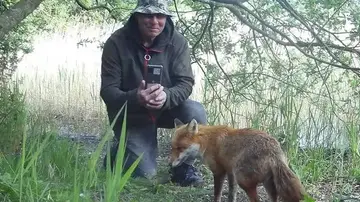 Un inglés se hace amigo de un zorro