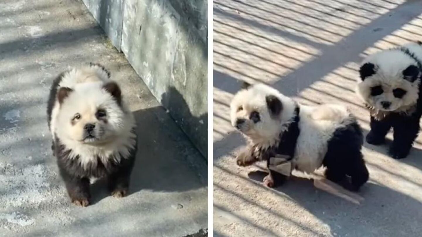 Perros chow chow disfrazados de osos panda