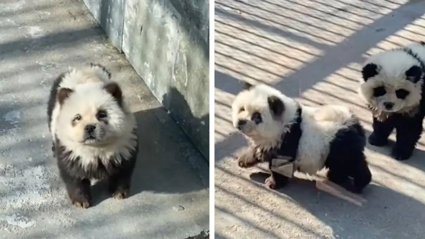 Perros chow chow disfrazados de osos panda Perros chow chow disfrazados de osos panda