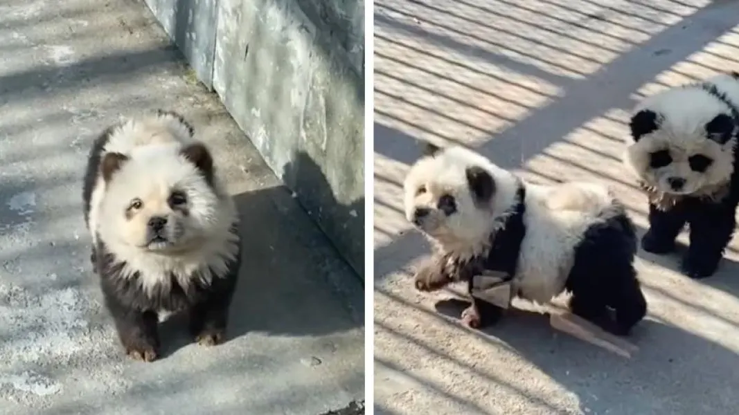 Perros chow chow disfrazados de osos panda Perros chow chow disfrazados de osos panda