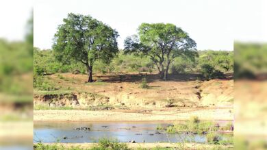 ¿Eres capaz de encontrar al león escondido en esta imagen?