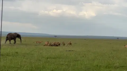 Una elefanta llora la muerte de su hijo mientras intenta pelear con los leones que lo están devorando Una elefanta llora la muerte de su hijo