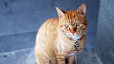 Sony, el gato que vive en una cárcel y ha robado el corazón a todo TikTok