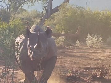 El guía de un safari mantiene la calma mientras un rinoceronte agresivo carga repetidas veces contra un coche con turistas