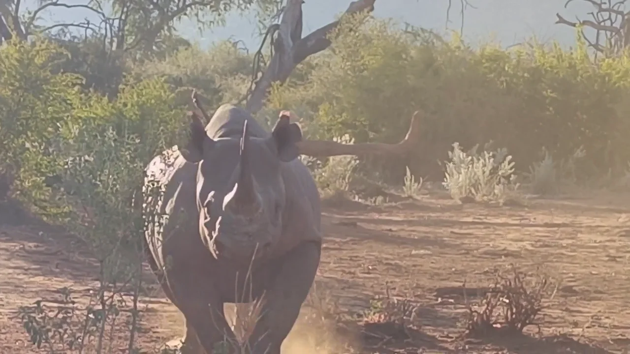 El guía de un safari mantiene la calma mientras un rinoceronte agresivo carga repetidas veces contra un coche con turistas El guía de un safari mantiene la calma mientras un rinoceronte agresivo carga repetidas veces contra un coche con turistas