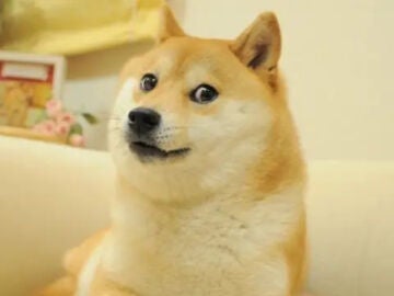 La perra Kabosu en el meme Doge